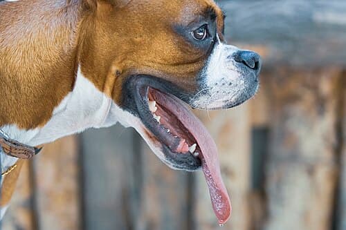 Foto de Zeca, cão para adoção