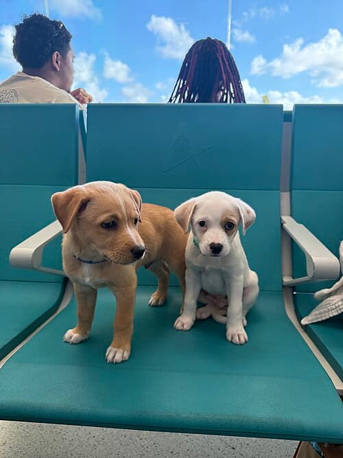 Foto de Pipoca, cão para adoção