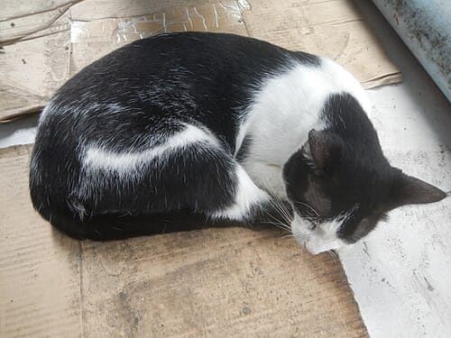 Foto de Frajola, gato para adoção