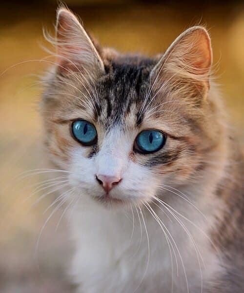 Foto de Jasmim, gato para adoção