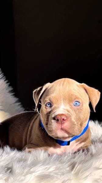 Foto de Nina, cão para adoção