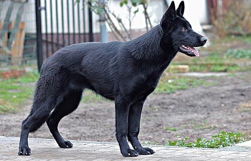 Foto de Trovão, cão para adoção
