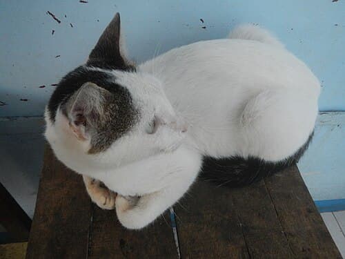 Foto de Nuvem, gato para adoção