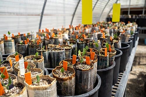 Muda de árvore sendo plantada no solo
