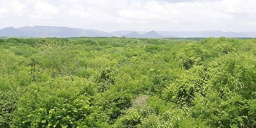 Vegetação nativa de caatinga sob céu claro