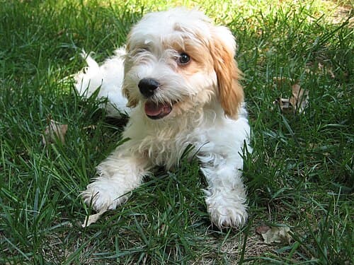 Cão disponível para adoção olhando para a câmera